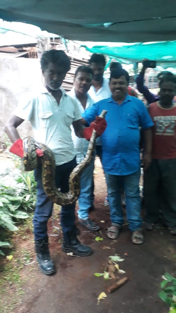 A Python snake rescued from a nursery in Bagalur