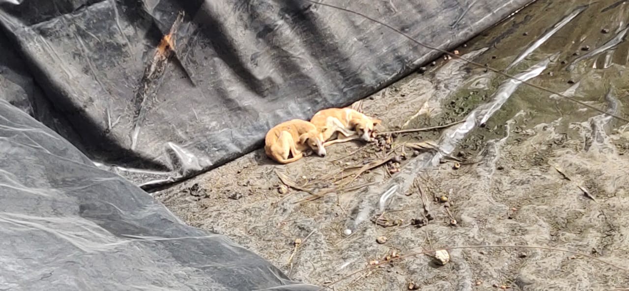 Chairman David Maran rescued two pups from an 8 feet artificial pond