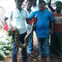 A Python snake rescued from a nursery in Bagalur