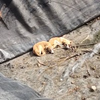 Chairman David Maran rescued two pups from an 8 feet artificial pond